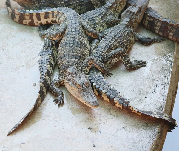 Grande grupo de crocodilos — Fotografia de Stock