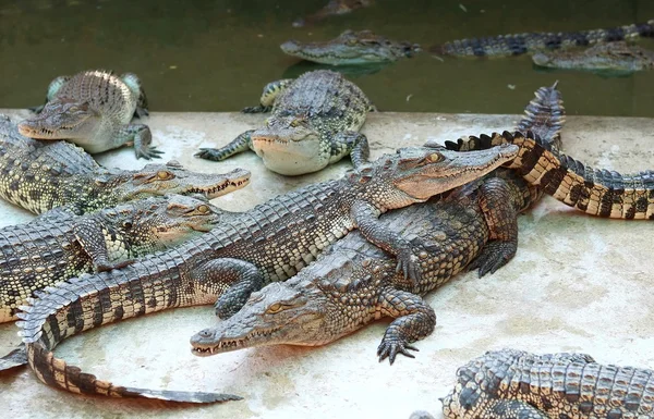 Große Gruppe von Krokodilen — Stockfoto