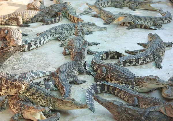 Große Gruppe von Krokodilen — Stockfoto