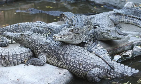 Большая группа крокодилов — стоковое фото