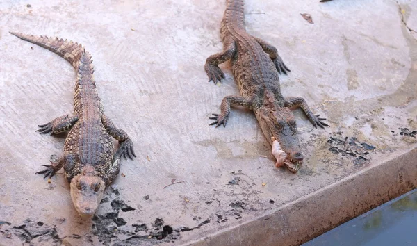 Krokodile auf Bauernhof — Stockfoto