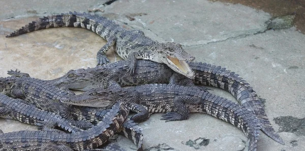 Grand groupe de crocodiles — Photo