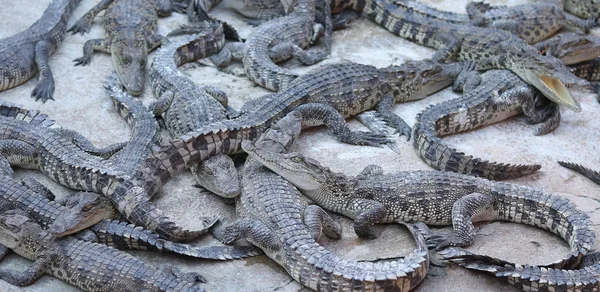 Große Gruppe von Krokodilen — Stockfoto