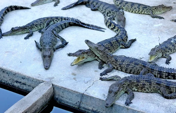 Grande grupo de crocodilos — Fotografia de Stock