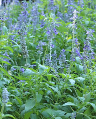 Yumuşak odak çiçek mor unut beni