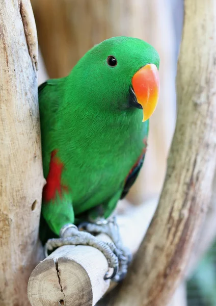 Colorful of parrot — Stock Photo, Image