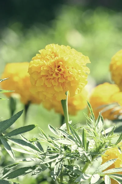 Маригольды (Tagetes erecta, Mexican marigold, Aztec marigold, African marigold) — стоковое фото