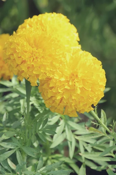 Маригольды (Tagetes erecta, Mexican marigold, Aztec marigold, African marigold) — стоковое фото