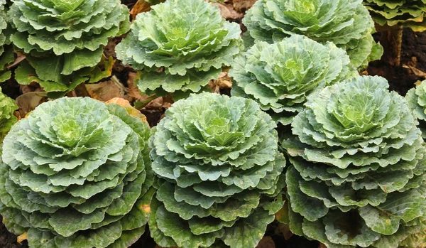 Freshly growing cabbage field — Stock Photo, Image