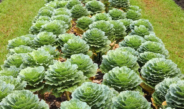 Campo de repollo de reciente crecimiento — Foto de Stock