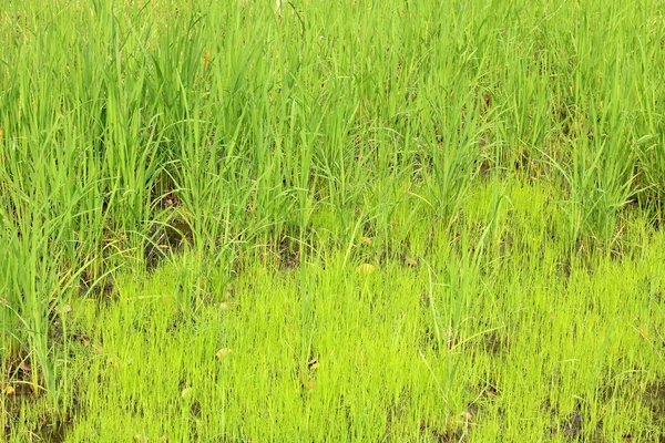 Часть зеленого риса на рассвете. — стоковое фото