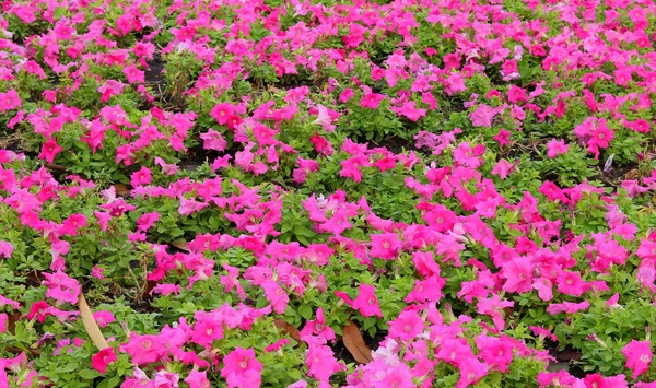 Rosa Blume auf der Natur, Garten im Freien — Stockfoto