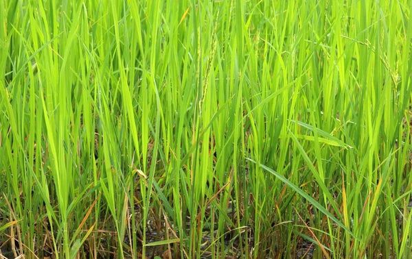 Parte del arroz con cáscara verde joven al amanecer. Campo de arroz Blur Paddy en el fondo de la mañana —  Fotos de Stock