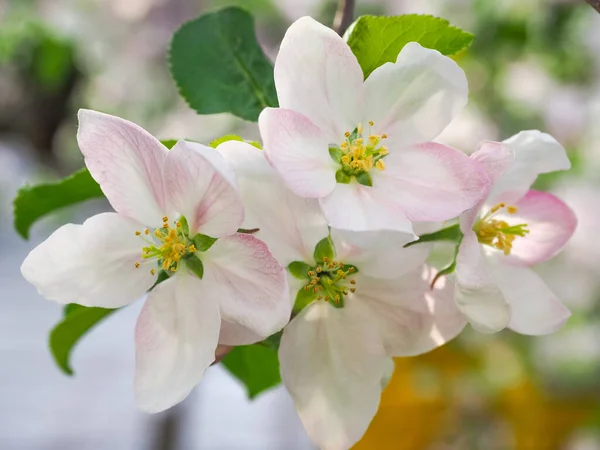 Taze Malus evcil çiçekleri. Bulanık arka planda pembe beyaz çiçekler ve Şampiyon elma ağacının yeşil yaprakları. Doğa uyanır ve yeni meyveler yetiştirir. Makro fotoğrafçılık