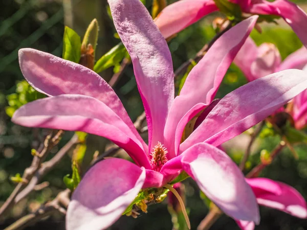 Ανθισμένο Δέντρο Magnolia Susan Μεγάλα Ροζ Λουλούδια Φωτισμένο Από Τον — Φωτογραφία Αρχείου