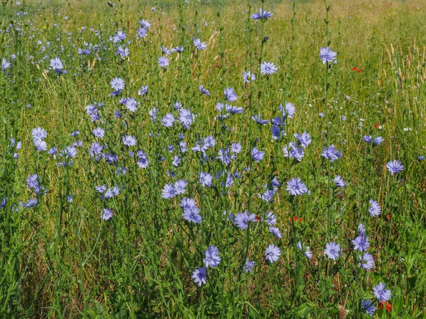 Veld Van Blauwe Chicory Bloemen Gemeenschappelijke Successieve Bloesems Sluiten Cichorium Rechtenvrije Stockafbeeldingen