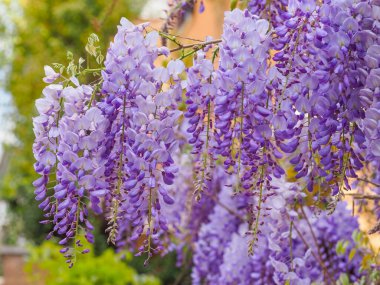 Çiçekli menekşe salkım salkımı Sinensis. Asılan yarışlarda kokulu mor çiçekleri olan güzel verimli bir ağaç. Mavi Çin salkımı, Fabaceae familyasından bir bitki türü.