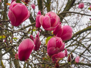 Magnolia soulangeana, parlak pembe çiçekler. Magnolia liiflora ve denudata karışımı bir fincan tabağı veya Soulangeana Magnolia 