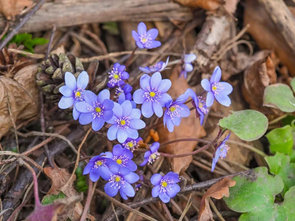 Hepatica Nobilis Blue Blossoms First Spring Flowers Blurred Background Nature — Stock Photo, Image