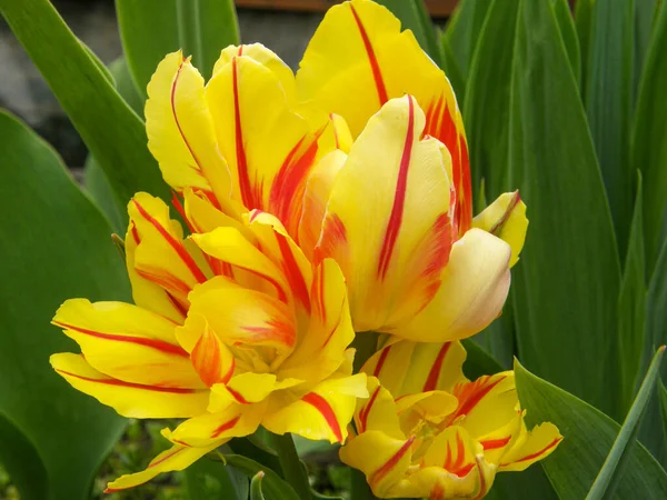 Monsella Çifte Erken Lale. Bahçede kırmızı ve sarı çizgili laleler. En parlak lale. Kapatın. Bu gösterişli erken çiçek açan laleler gelmiş geçmiş en popüler lalelerden biridir. Bitki örtüsü, Liliaceae.