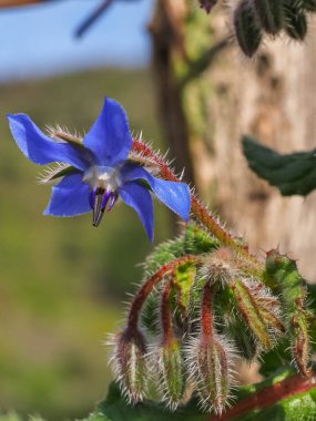 Taze Borage çiçeği, yaklaş. Parlak mavi, yıldız şeklinde çiçekler ve tomurcuklar. Süslü Borago nikahı ya da mükemmel yabani yıldız çiçeği, Boraginaceae familyasının yıllık ve yenilebilir bir bitkisidir..