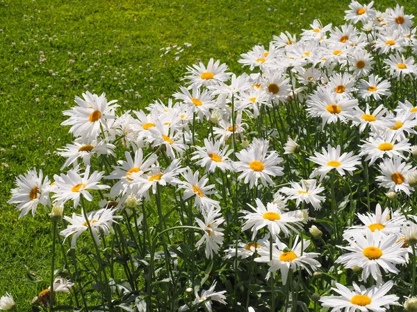 Leucanthemum Maximum Large White Daisy Flowers Max Chrysanthemum Popular Garden — Stock Photo, Image