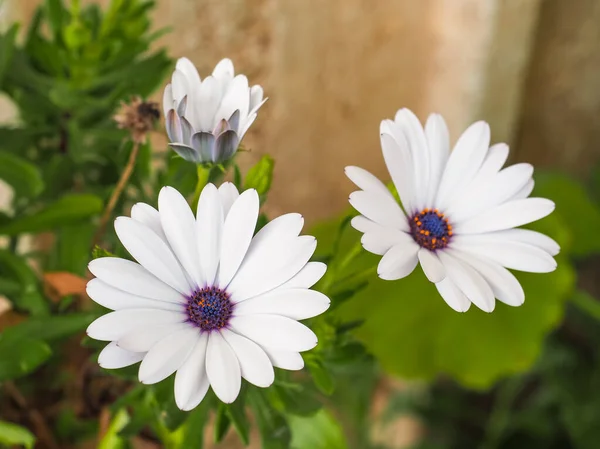 Ortasında mor sarı noktalar olan beyaz çiçekler. Kapatın. Osteospermum fruticosum, Afrika papatyası ya da berber burnu papatyası. Afrika ayı ya da papatya çalısı, yarım sulu bir çiçek bitkisidir..