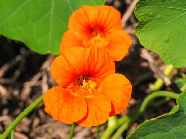 Garden Nasturtium with disc-shaped leaves and bright orange blossoms. Tropaeolum majus funnel-shaped flower, close up. Indian cress or monks cress is species of flowering plant in Tropaeolaceae family