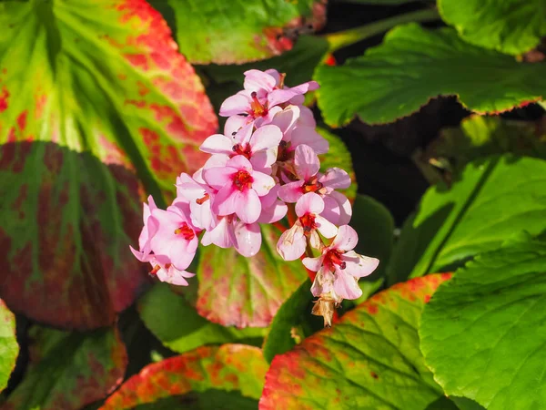 Elephants ears or Bergenia schmidtii large, oval, glossy evergreen leaves and pink flowers. Green thick-leaved foliage of Bergenia crassifolia or cordifolia flowering plant in the family Saxifragaceae