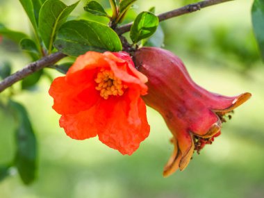 Punica granatum ağacı veya yeşil yapraklı kırmızı nar dalı ve parlak taze çiçekler, yakın çekim. Nar, alt familya Punicoideae olan Lythraceae familyasından meyve taşıyan bir yaprak döken çalıdır.
