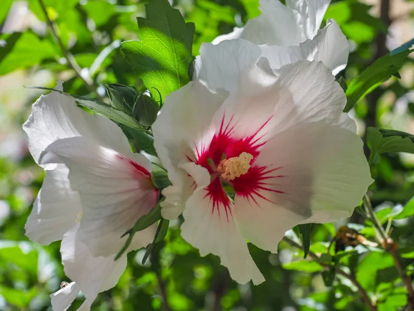Κλάδος Κινέζικα Άνθη Ιβίσκου Και Μπουμπούκια Λευκά Φτερά Τριανταφυλλιά Ανθίζει — Φωτογραφία Αρχείου
