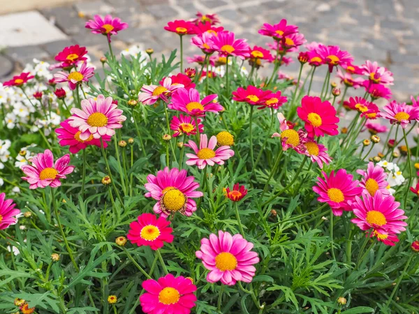 Kuyruklu yıldız Pembe Marguerite Daisy yaklaşıyor. Argyranthemum frutescens, yeşil yapraklardan oluşan bir zemin üzerinde sayısız açık veya koyu pembe, sarı saplı çiçek üreten, sonsuza dek yeşil bir çalılıktır..