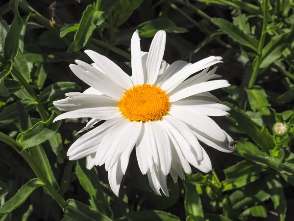 Leucanthemum Maksimum beyaz papatya benzeri çiçek. Max Chrysanthemum, Asteraceae familyasından popüler bir bahçe melezi ve bitkidir..