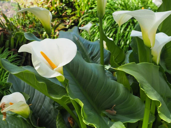 Beyaz Arum Lily çiçekleri, yaklaşın. Calla Lily ya da Calla Lilies 'in cilt bakımı büyük, saf beyaz bir spat ve sarı uzun bir merkezi spadiks ile. Zantedeschia aethiopica, Araceae familyasından bir bitki..