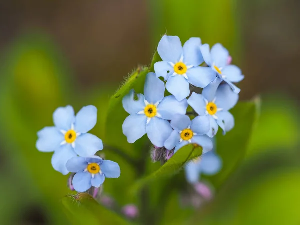 Alp beni unutma. Boraginaceae familyasındaki çiçekleri, bitkileri, bitkileri, çiçekleri unutma. Yeşil çimenlerin bulanık arka planında mavi, küçük çiçekler. Myosotis alpestris veya Myosotis arvensis.