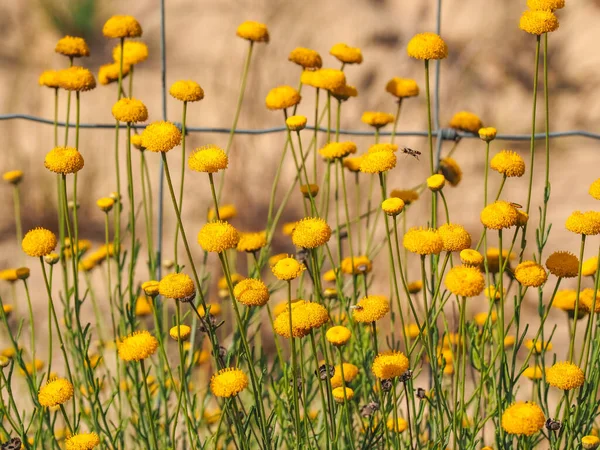 Santolina, taç yaprakları olmayan sarı çiçekleri olan kum tarlasında bir çalıyı etkiler. Çiçekler altın düğme gibidir, ışın yoktur, sadece küçük bir merkez disk vardır. Asteraceae familyasının bitkisel, çiçekli bitkisi..