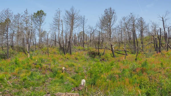 Gefährdete Vegetation Rund Den Vulkan Vesuv Landschaft Der Nähe Des — Stockfoto