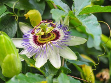 Tutku çiçekleri, yaklaşın. Passiflora caerulea ya da mavi taç tutkusu çiçeği, beyaz taç yaprakları ile çevrili, mavi menekşe lifleri, yeşilimsi sarı pullar ve mor lekeler. Passifloraceae.