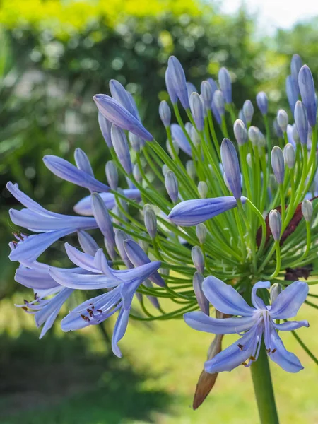 アガパントス プラエコックス青いユリの花を閉じます アフリカユリやナイル川のユリは アマリル科の人気のある園芸植物です 一般的なアガパンサスには薄青の開裂した偽の傘の花があります — ストック写真