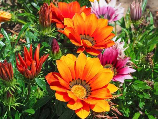 Renkli Gazania Rigens çiçekleri, yaklaşın. Gazania, Asteraceae familyasından bir çiçek bitkisidir. Büyük, çekici, papatya gibi parlak gölgeli çiçek başlıkları üretiyorlar..