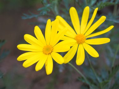 İnce kesilmiş gri-yeşil yaprakları ve parlak sarı papatya gibi çiçekleri olan ebedi olgun Euryops çalı. Gri yapraklı euryops, Asteraceae familyasından bir bitki türü..