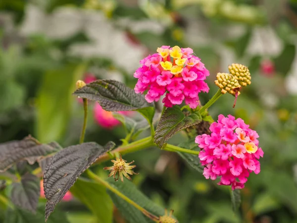 Lantana Camara, Verbenaceae familyasından bir bitki türü. Renkli Verbena çiçekleri. Yeşil arka planda pembe sarı çiçekleri olan ebedi yeşil çalılar..