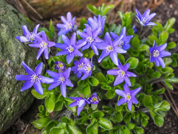 Hepatica nobilis, mavi çiçekler, doğanın bulanık arka planında ilk bahar çiçekleri. Yaygın Hepatica veya menekşe anemon hepatikası, yakın çekim. Ranunculaceae familyasındaki ciğer yaprağı ya da karaciğer otu bitkisi..