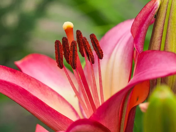 Gynoecium veya stili stil, Burgundy ile çevrili altı stamen anthers ve pembe sarı, benekli yapraklar. Lilium Rosella 'nın Rüya Renkli Çiçeği, yaklaş. Asyalı melez zambak çiçeği. Bulanık resim.