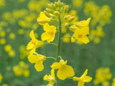 Yağlı tohum tecavüzü ya da Cultivar Canola olarak bilinen Brassica Napus, yaklaşın. Bitki özlü, çiçek açan bir bitki, naneli bir aile. Kolza tohumu, aile sütyeninin parlak sarı çiçekli bir üyesidir. Çiçek manzarası.