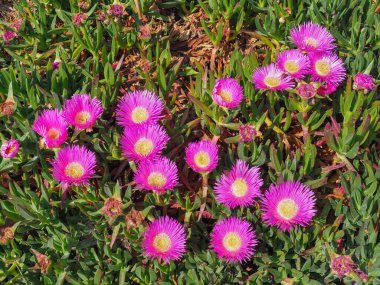 Carpobrotus Chilensis veya Carpobrotus edulis çiçekleri, yaklaşın. Pembe çiçek açan deniz inciri çiçekleri ve yeşil sulu yapraklar. Buz bitkisi, Aizoaceae familyasından yerde sürünen, hasıraltı yapan bir bitki..