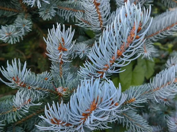 Decorative Silver Spruce Tree Twigs Close Needles Coniferous Tree Forever — Stock Photo, Image