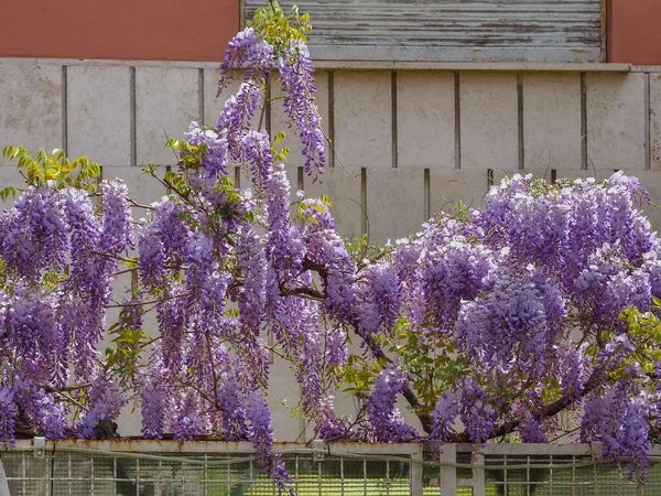 Kvetoucí Fialová Wisteria Sinensis Krásný Rozmnožovací Strom Vůní Klasických Fialových — Stock fotografie