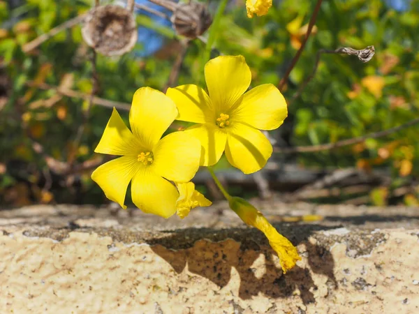 Sarı Oxalis pes-caprae, Bermuda düğün çiçeği ya da Afrika ahşap-sorrel çiçekleri, yaklaşın. Buttercup oxalis, Oxalidaceae familyasından bir bitki türü. Ortak kaynak otu ya da kaynak suyu.