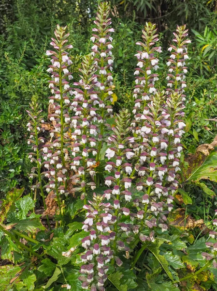 Acanthus Mollis 'in enfeksiyonu ya da vahşi deniz rıhtımı. Çiçek açan ayılar ya da ayı ayağı borusu çiçeği. İstiridye bitkisi, iki tonluk kule tüylü beyaz çiçekler, kapüşonlu mor fren..